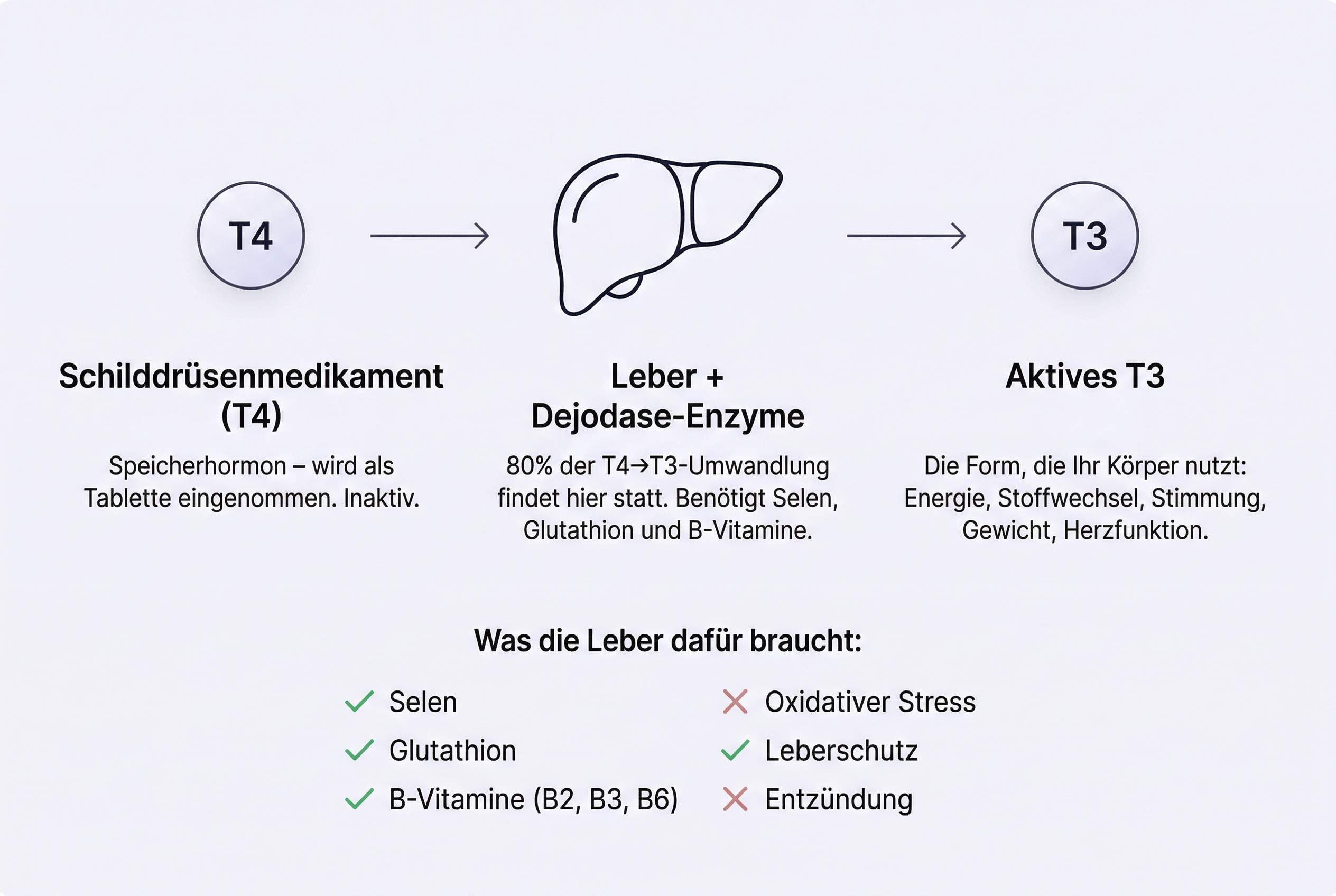 Der T4-zu-T3-Umwandlungsweg in der Leber